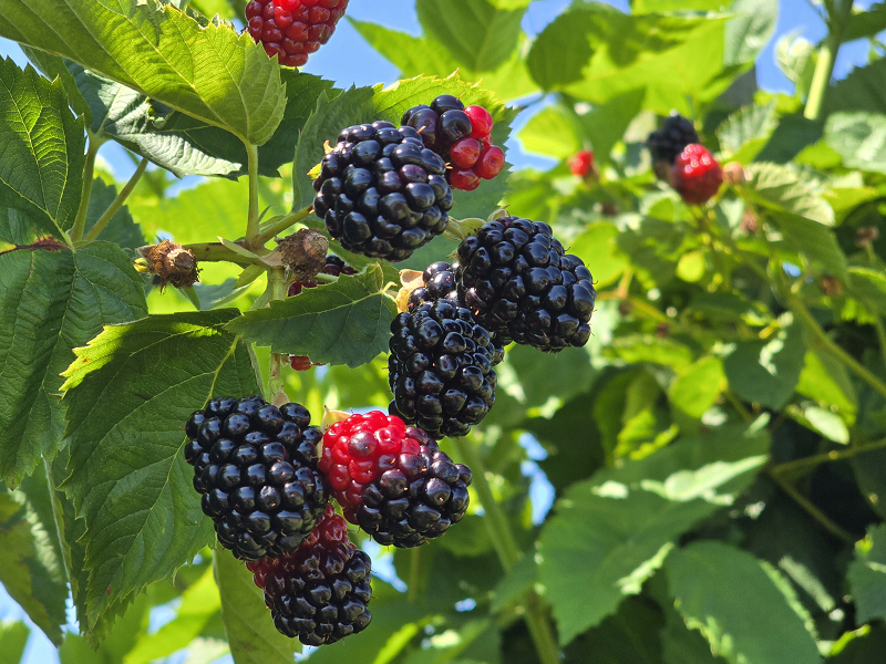 blackberries